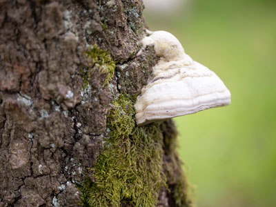 Naturkindergarten Wohltorf - Impressionen