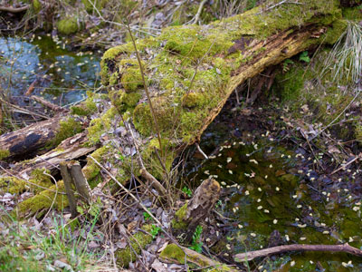 Naturkindergarten Wohltorf - Impressionen